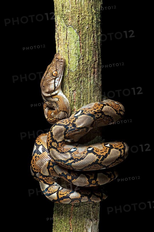 Reticulated python