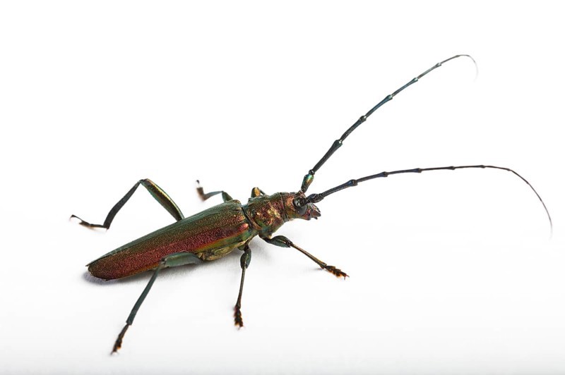 Musk beetle
