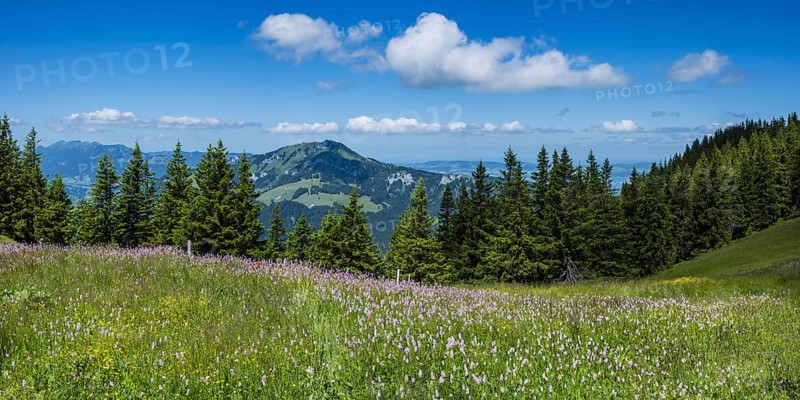 Meadow bistort