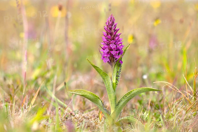 Western marsh orchid