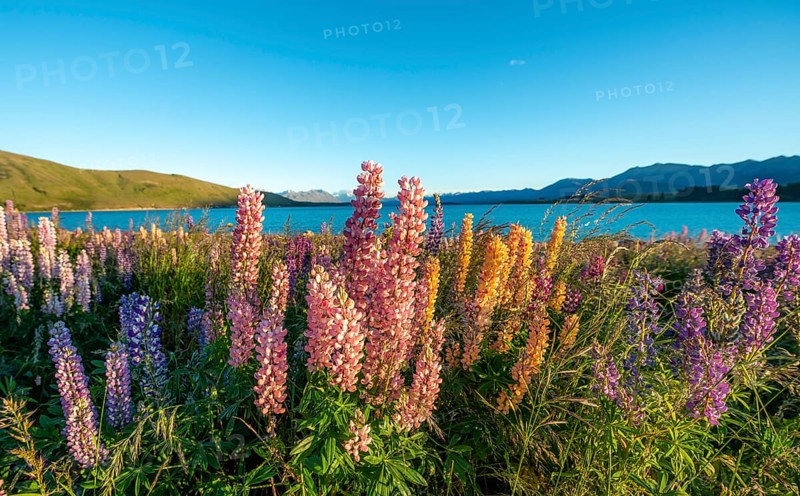 Pink and yellow Large-leaved lupins