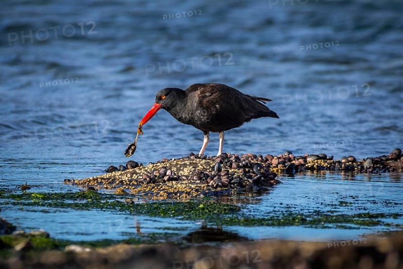 Blackish Oystercatcher