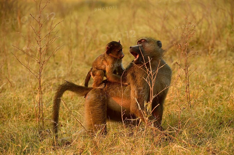 Chacma baboon