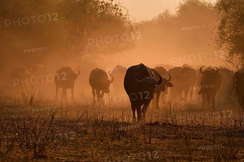 Cape buffalo