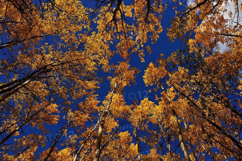 Autumnal aspen forest from below