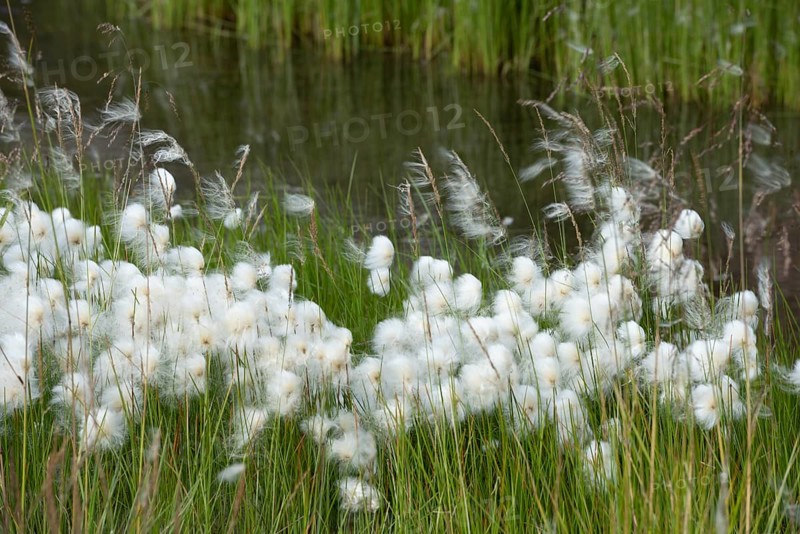 Cottongrass