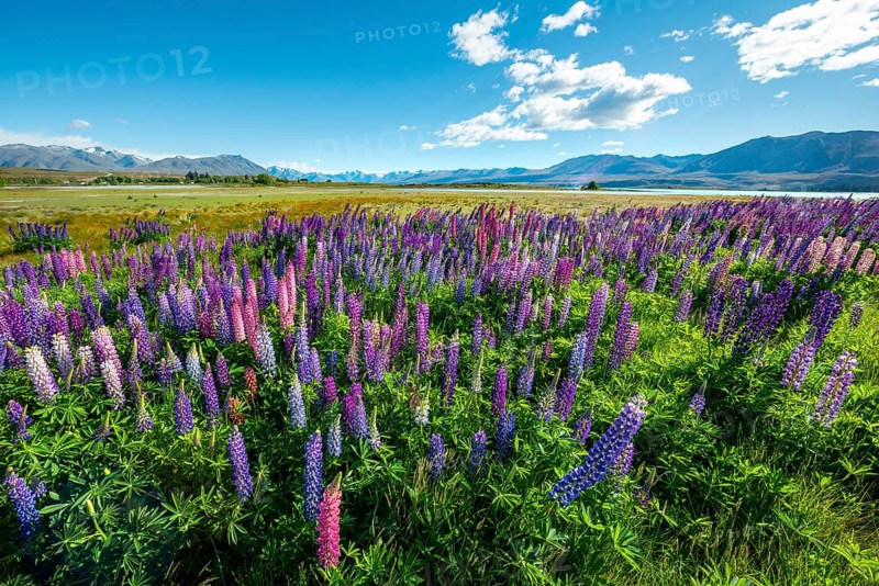 Purple large-leaved lupins