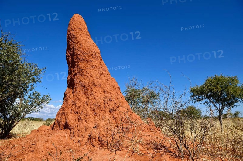 Termite Hill near Waterberg National Park