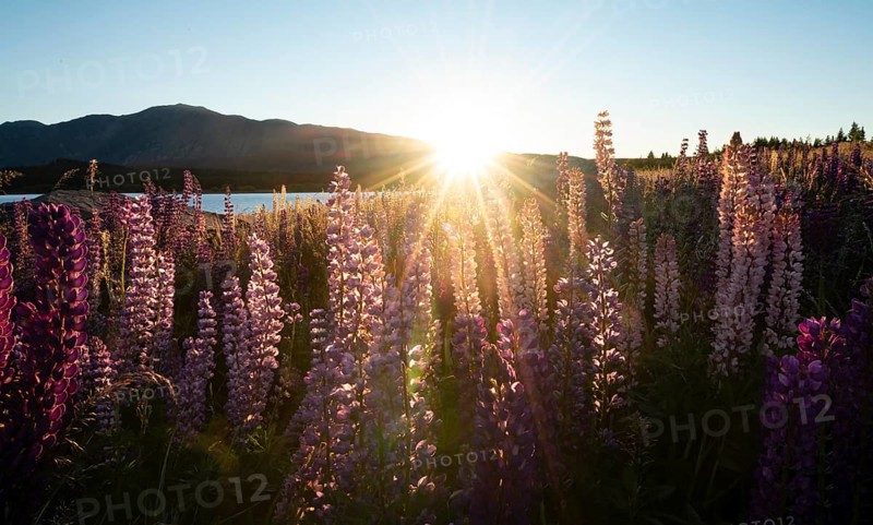 Purple Large-leaved lupins