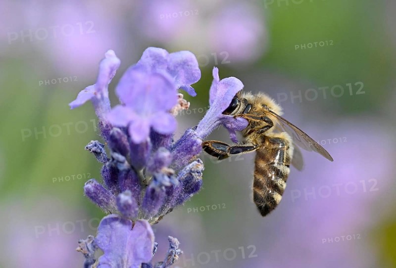 Honey bee