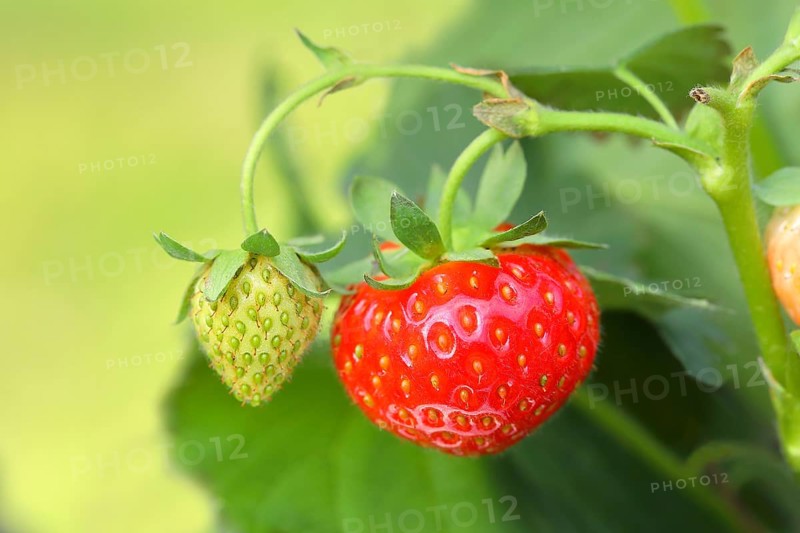 Garden strawberry