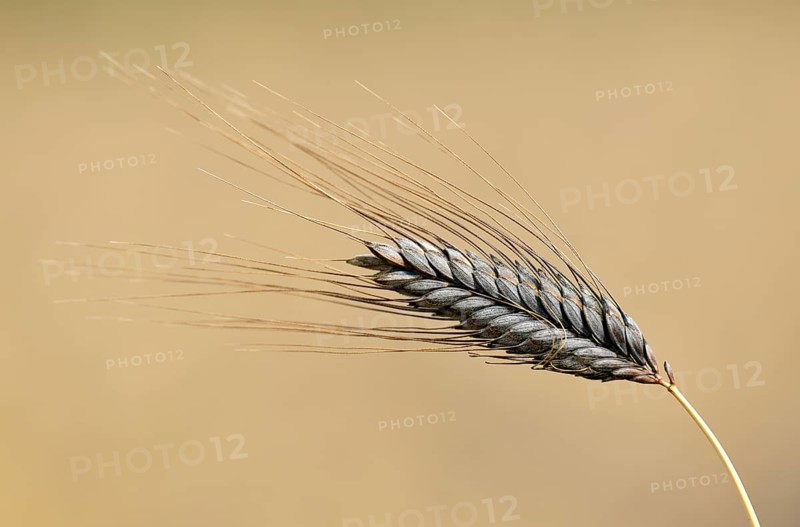 Black wheat ear Emmer Wheat