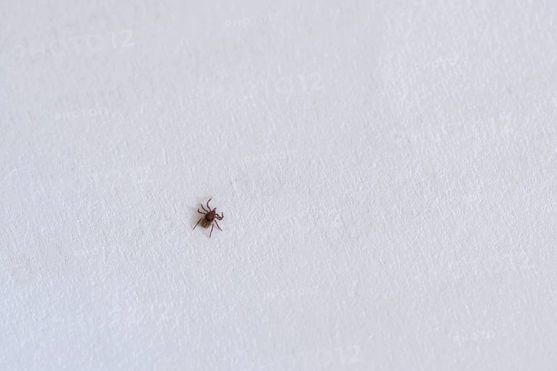 Castor Bean Tick