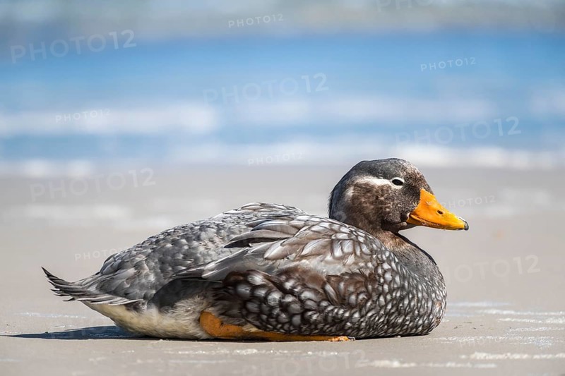 Falkland Steamer Duck