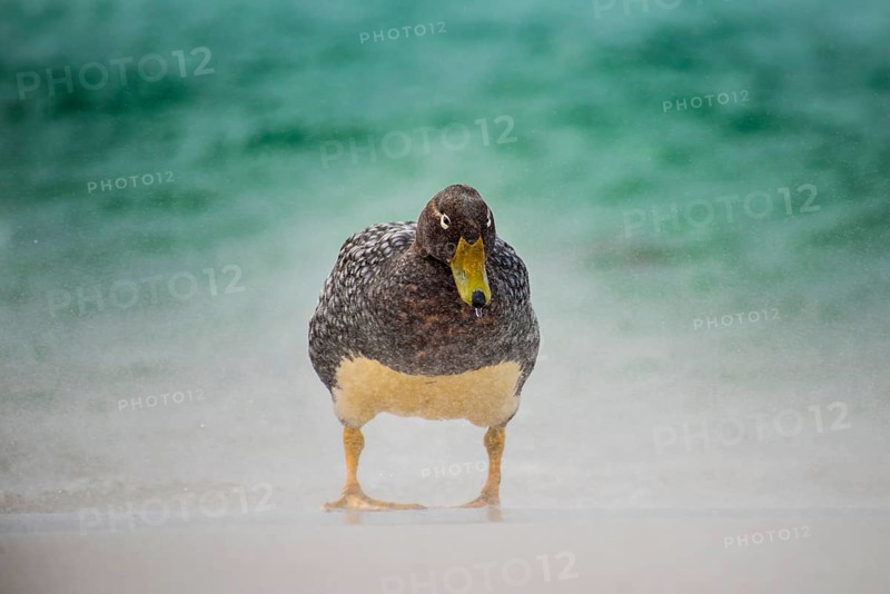 Falkland Steamer Duck