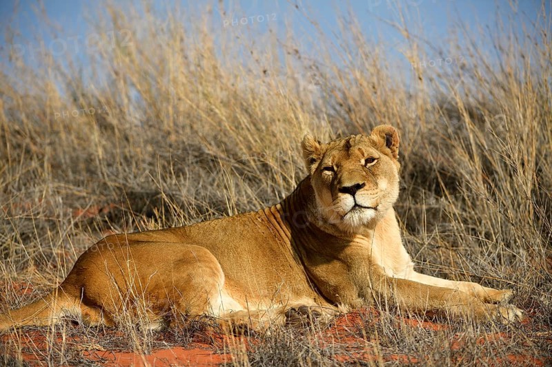 Lioness
