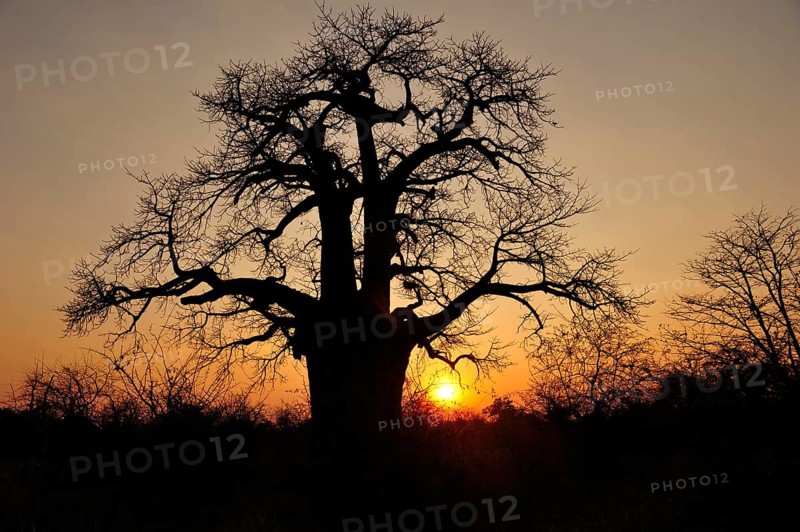 Age African baobab tree