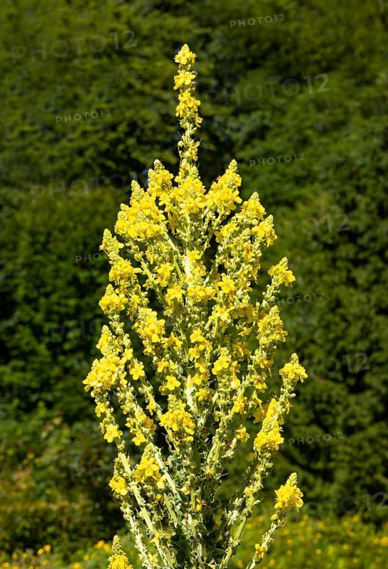 Great mullein