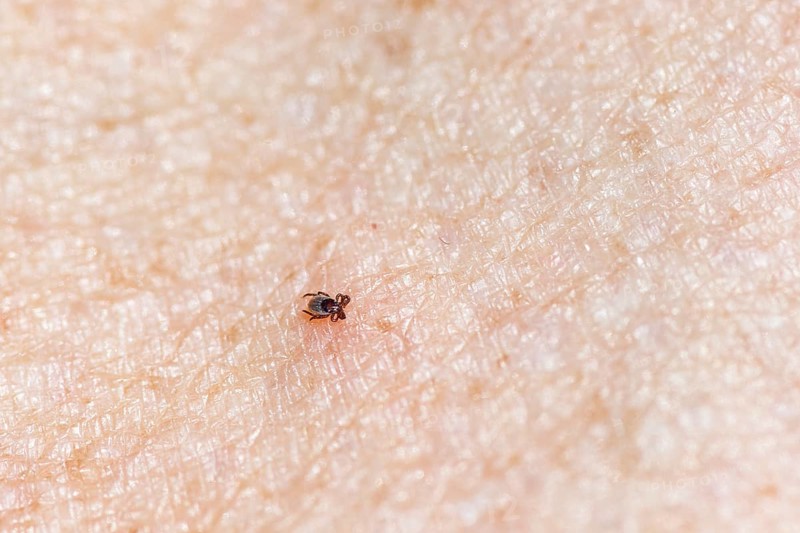 Castor Bean Tick