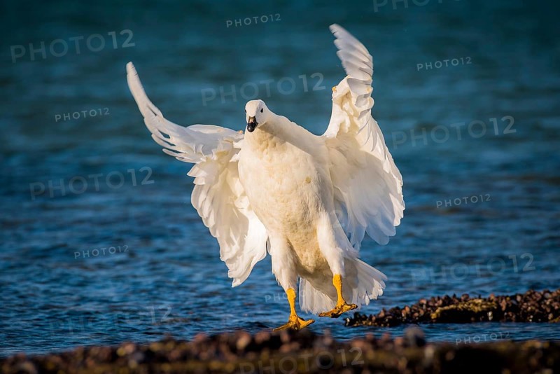 Kelp Goose