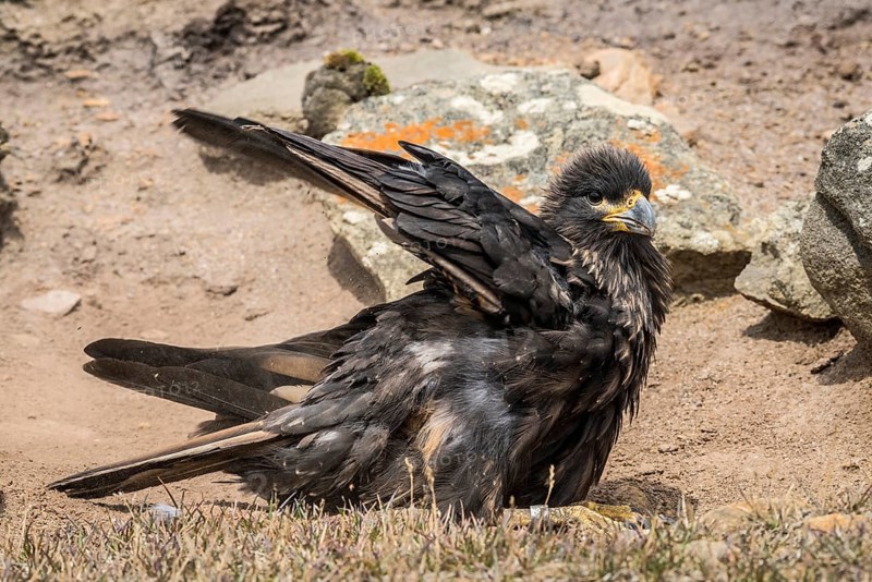 Striated Caracara