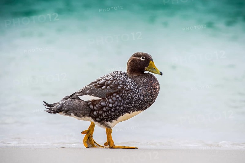 Falkland Steamer Duck