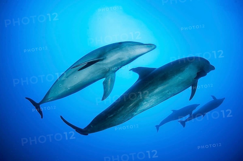 Bottlenose dolphins