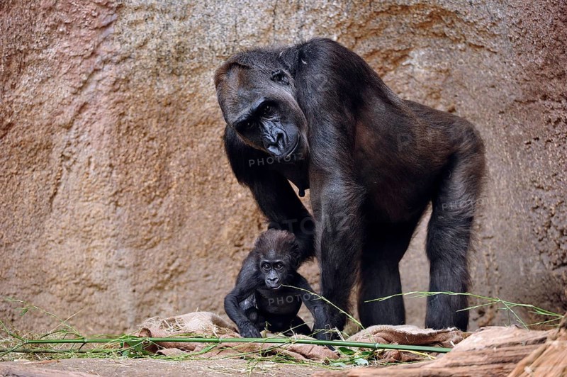 Western lowland gorilla