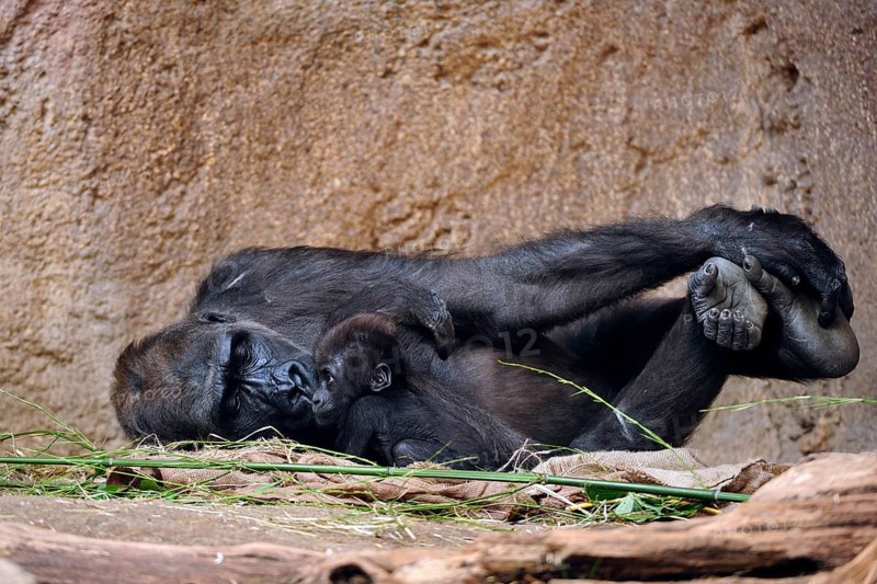Western lowland gorilla
