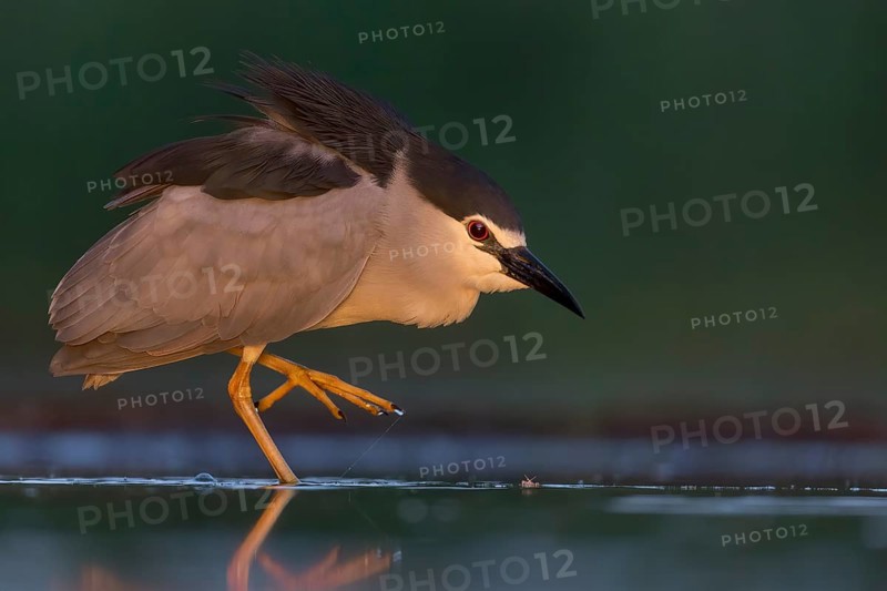 Black-crowned night heron