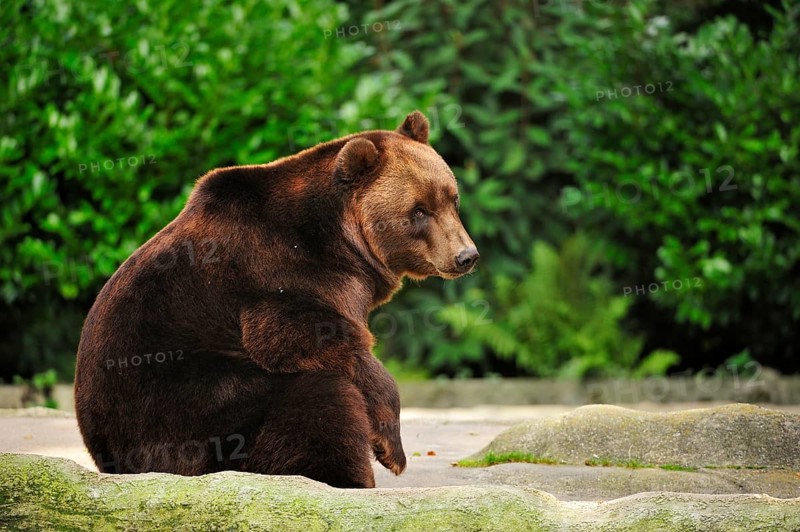 Brown bear