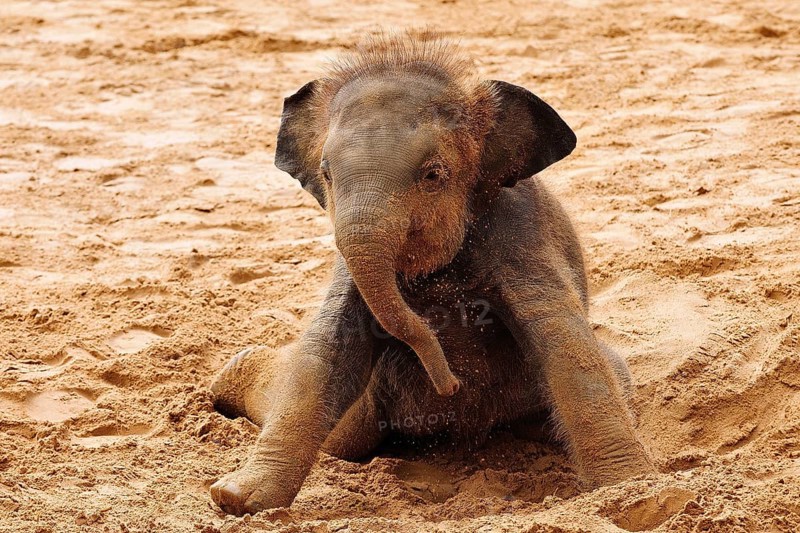 Asian elephant