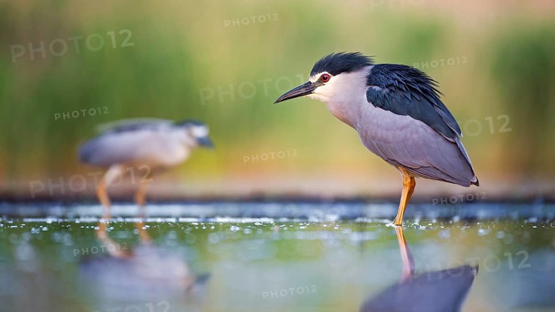 Black-crowned night heron
