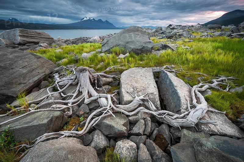 Tree roots on rocky ground