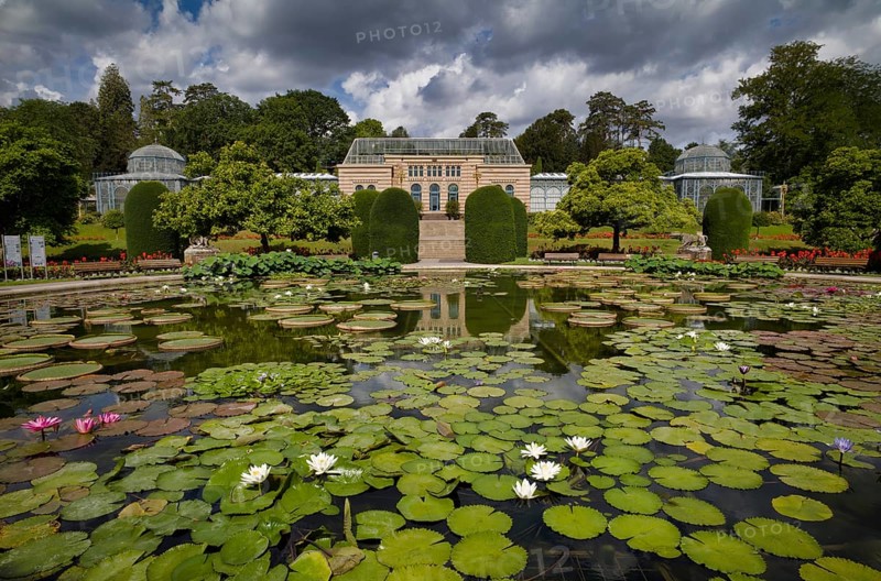 Lily pond