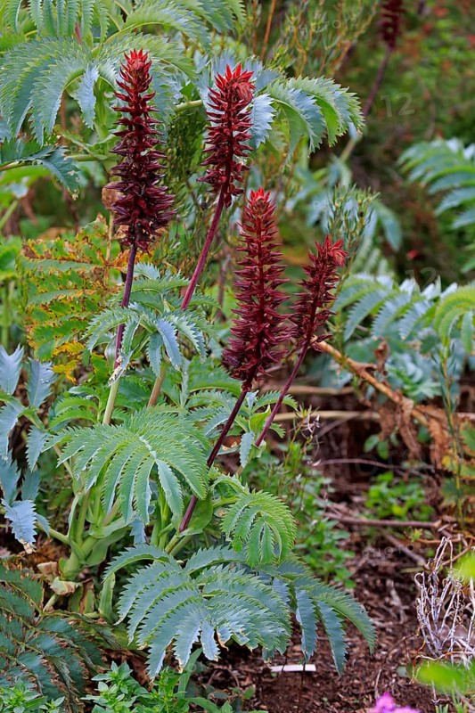 Giant honey flower (Melianthus major )