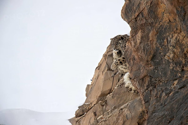 Snow leopards (Panthera uncia) rest on a frozen cliff