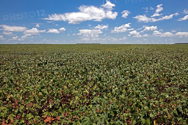 Cotton Plantations at Middle Growing Stage near Luis Eduardo Magalhaes