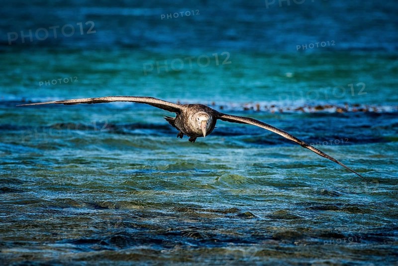 Southern giant petrel (Macronectes giganteus) on approach