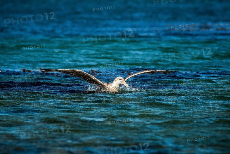 Southern giant petrel (Macronectes giganteus) lands on water