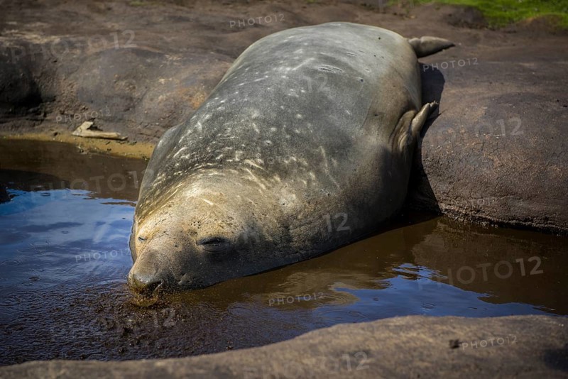 Southern elephant seal (Mirounga leonina)