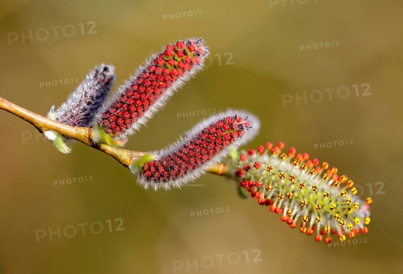 Male flower catkins of Purple willow (Salix purpurea)