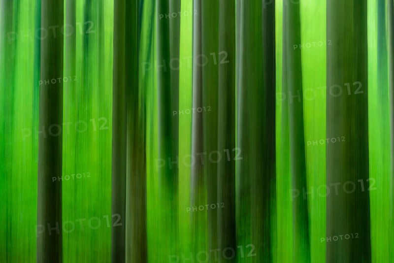 Forest in autumn in the holy halls