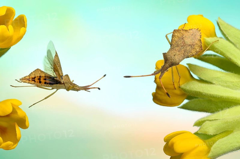 Rhomb bug (Syromastus rhombeus) on the flower of a (Primula veris)