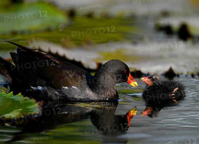 Common moorhen (Gallinula chloropus )