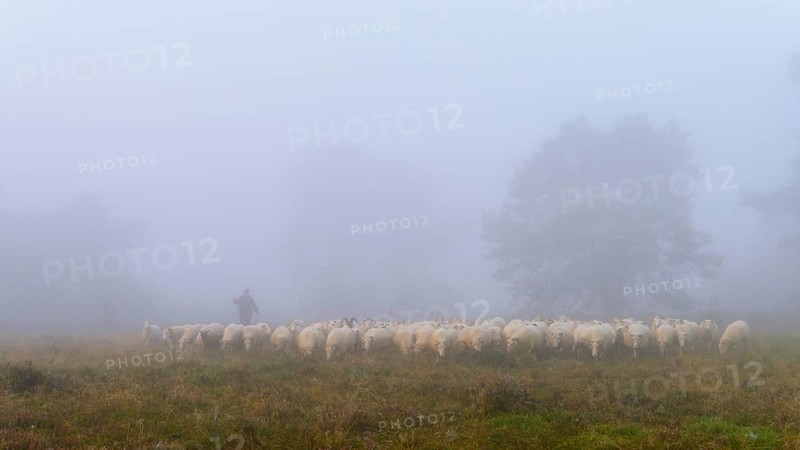 Shepherd with a flock of sheep in the heath at the Thuelsfeld dam at sunrise