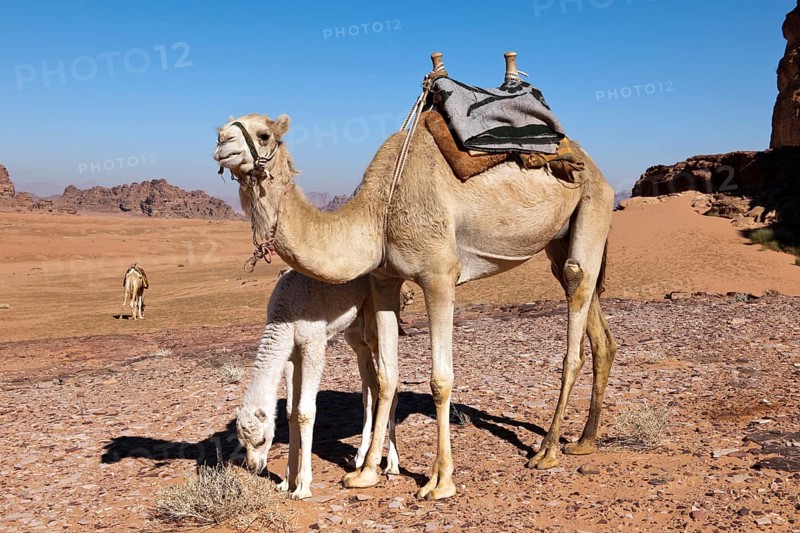 Dromedary (Camelus dromedarius) with calf
