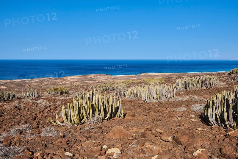 Canary Island spurge (Euphorbia canariensis )