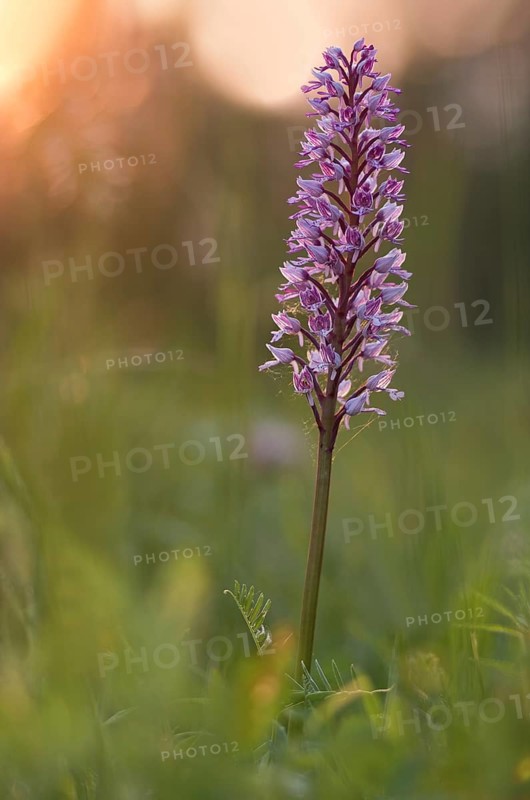 Military orchid (Orchis militaris) blooms in a meadow in warm backlight