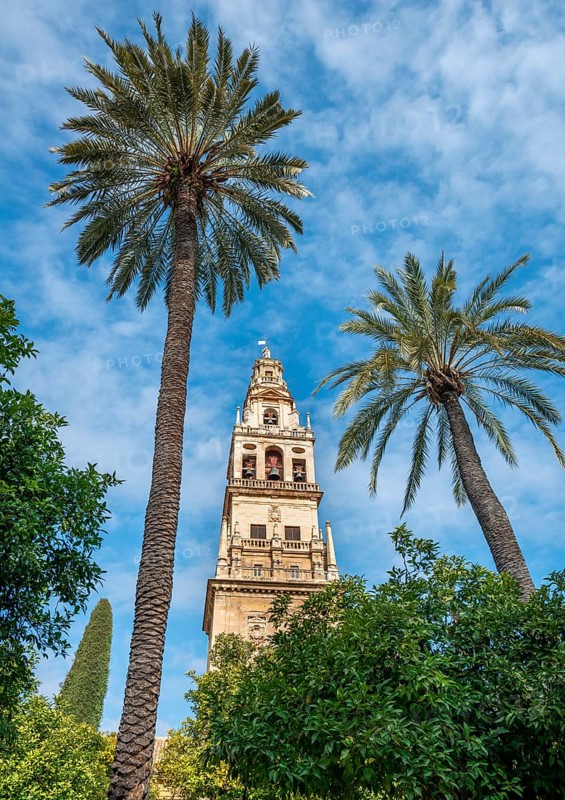 Church tower between palm trees